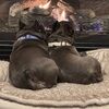 luv4frenchies